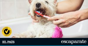 We tested the best toothbrushes for dogs | Comparisons | Showcase